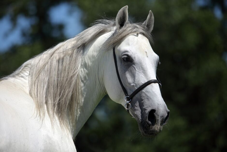 Caballos albinos