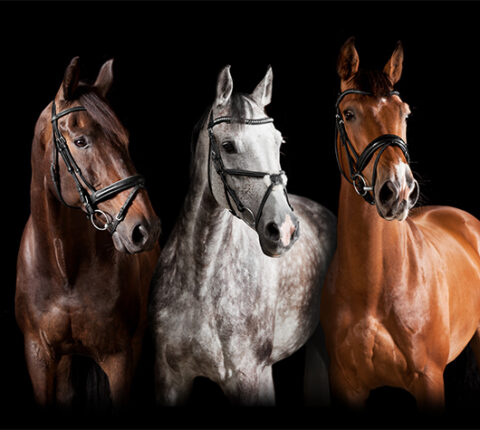 tres caballos alineados sobre fondo negro